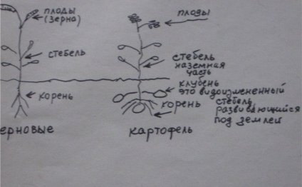 Агротехника выращивания