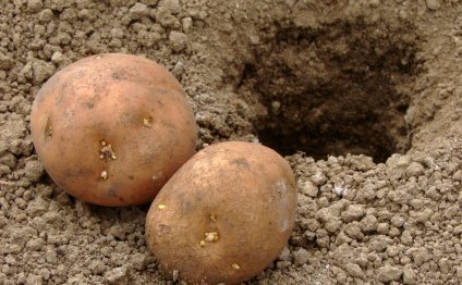 Как выращивать картофель на
