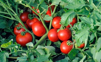 Когда сажать томаты на рассаду