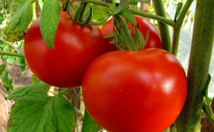 Сорта томатов: фотогалерея