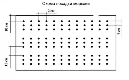 Схема посадки моркови