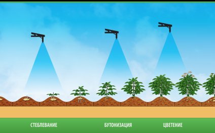 Полив удобрением картофеля на