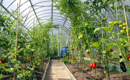 Выращивание помидоров в