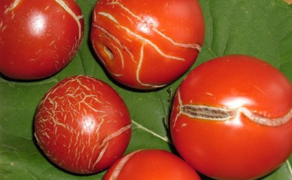 Заболевания томатов и методы