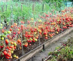 агротехнике выращивания помидоров в открытом грунте