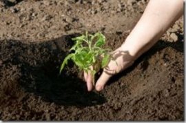PlantingTomatoes_thumb