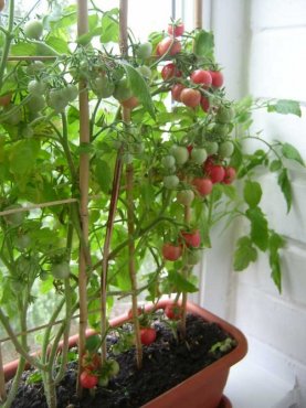 балконные помидоры