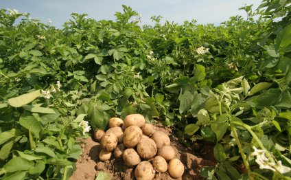 Выращивание Картофеля по Голландской Технологии