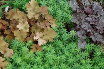 Декоративность листвы тенелюбивых растений