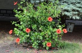 Гибискус китайский, или Китайская роза (Hibiscus rosa-sinensis)