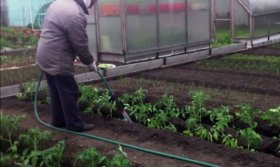 Грунт под томаты