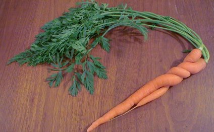 Все про Морковь