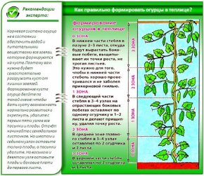 Как правильно формировать огурцы в теплице - фото