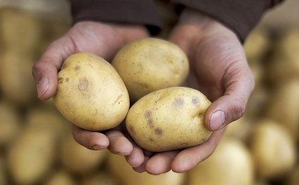 Способы Выращивания Картофеля