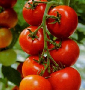 Как правильно выращивать помидоры на даче?