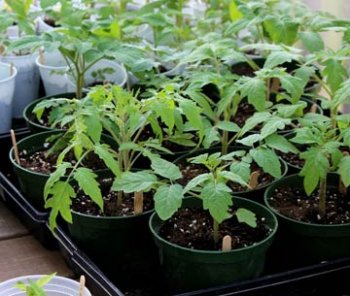 как вырастить рассаду помидор в домашних условиях