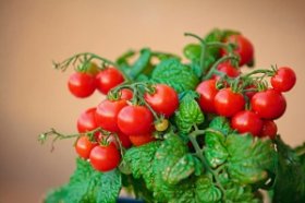 kak-vyrashchivat-pomidory-cherri-na-podokonnike