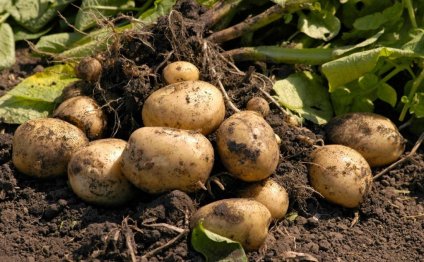 Где Выращивают Картофель