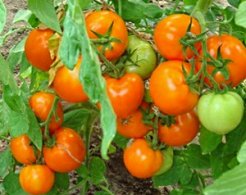 лучшие низкорослые сорта помидоров для открытого грунта