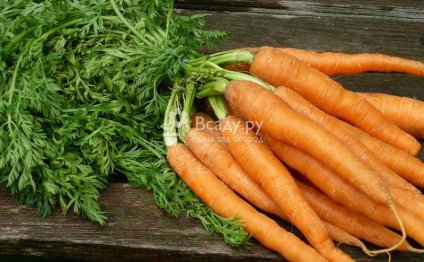 Морковь Выращивание и Уход