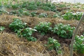 Органическое земледелие, пермакультура: картошка в соломе