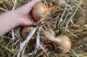 Органическое земледелие, пермакультура: лук в соломе