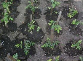 Почва для томатов