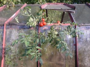 подкормка томатов в теплице