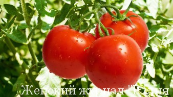 помидоры 2016