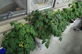 помидоры балконное чудо выращивание