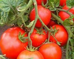 помидоры для Сибири низкорослые