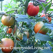 Помидоры, томаты в теплице. Мой самый первый урожай томатов, 2006 г.