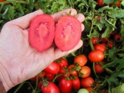 помидоры в теплице технология выращивания