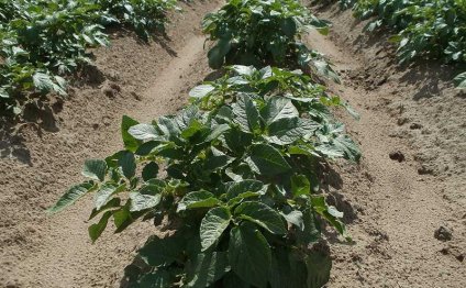 Технология Выращивания Картофеля
