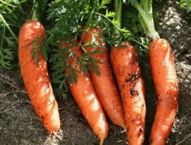 посадка моркови рано весной