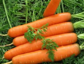 Посадка моркови сесной