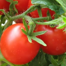 Правильно высаживать помидоры