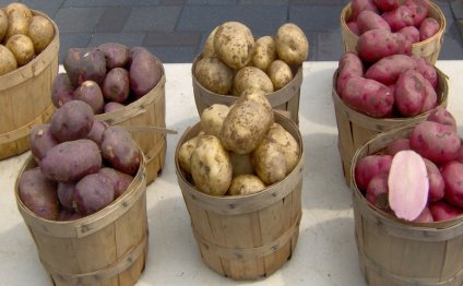 Агротехника Выращивания Картофеля
