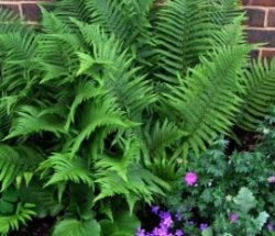 Теневыносливые и тенелюбивые растения (папоротник, бадан, колокольчик, герань садовая) в тенистой зоне моего сада
