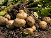 Где Выращивают Картофель