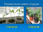 Как Сажать Семена Огурцов