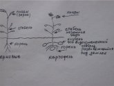 Картофель Агротехника