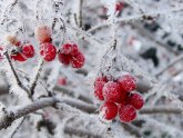 Лунный Календарь Посадки Рассады
