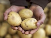 Способы Выращивания Картофеля