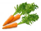 Технология Выращивания Моркови
