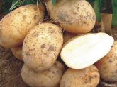 Удобрения для Картофеля
