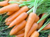 Удобрения для Моркови