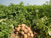 Выращивание Картофеля по Голландской Технологии