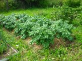 Выращивание Картофеля под Соломой