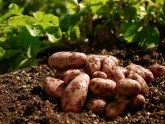 Выращивания Картофеля